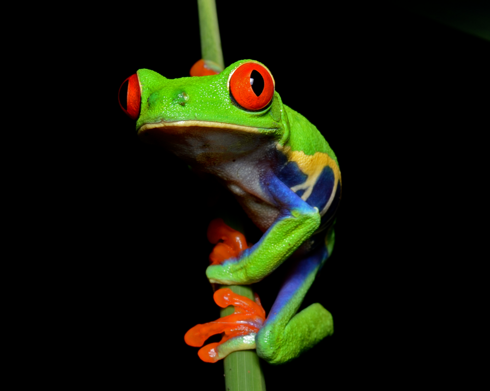 Frog holding onto somekind of plant and looking at you